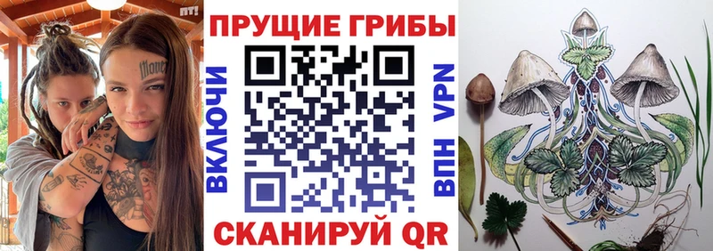 Галлюциногенные грибы Psilocybe  Купить где  Пенза 